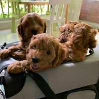 Buy cavapoo puppies near