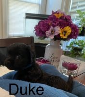 Malteses-Cavapoo Mix