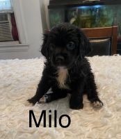 Malteses-Cavapoo Mix