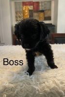 Malteses-Cavapoo Mix