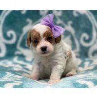 Cavapoo Puppies Text or WhatsApp at.... +1(5***) ***4-36***