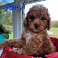 Sweet Little F1B Cavapoos Call *** *** ***2 or text *** *** ***5