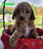 Sweet Little F1B Cavapoos Call *** *** ***2 or text *** *** ***5