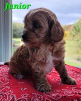 Sweet Little F1B Cavapoos Call *** *** ***2 or text *** *** ***5