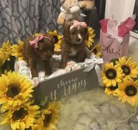 Brooklyns CavapooPuppies