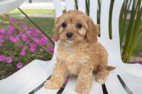 Cavapoo Puppies Available Now