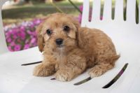 Cavapoo Puppies Available Now