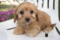 Cavapoo Puppies Available Now