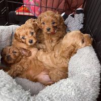 Buy cavapoo near us