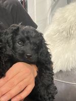 F1 CAVAPOO puppies