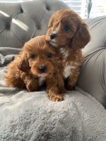 Cavapoo Puppies For Sale