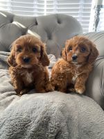 Cavapoo Puppies For Sale