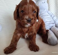 Cavapoo Puppies Sale