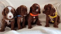 Cavapoo Puppies Sale