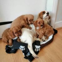 lovely cavapoo puppies online