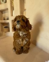 We have both cavapoo puppies for adoption