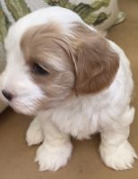 Cavamaltipoo puppies for sale