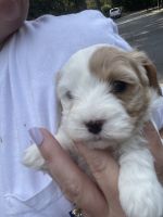 Cavamaltipoo puppies for sale