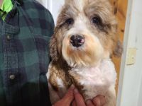 Cavapoo female very cute ans sweet