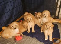 Darling Christmas Cavapoos!