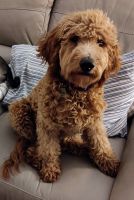 F1B Red Cavapoo Puppy