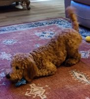 F1B Red Cavapoo Puppy