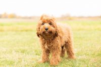 Male Cavapoo Puppy in Indiana