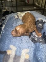 Cavapoo puppies for sale