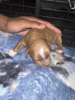 Cavapoo puppies for sale