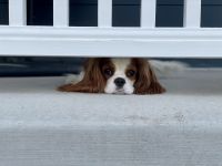 Cavapoo F1 female - Ready now SO SWEET!