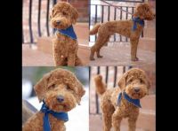 Cavapoo F1 female - Ready now SO SWEET!