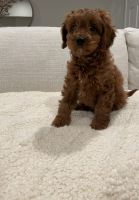F1b Red Male Cavapoo Puppy ready now!