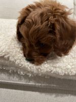 F1b Red Male Cavapoo Puppy ready now!