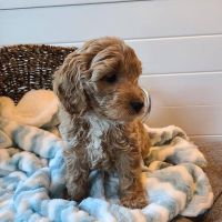 Very healthy Cavapoo pups now