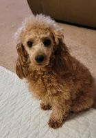 Cavapoo puppies 8 weeks old CKC registerable