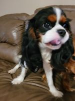 Cavapoo puppies 8 weeks old CKC registerable