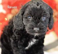 F1 cavapoo Rickie and Raven