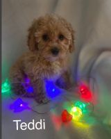F1b cavapoo puppies