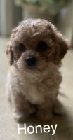 F1b cavapoo puppies