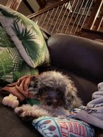 LOOKING FOR A NEW OWNER