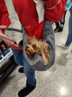 Cavapoo puppy for sale