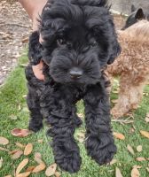 Cavapoo puppy for sale