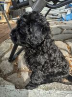 Cavapoo puppy for sale