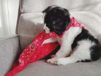 Gorgeous Cavapoo Puppy