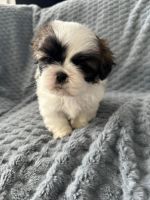 Shih Tzu Male