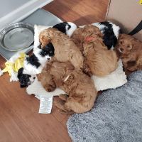 BUY CAVAPOO PUPPIES