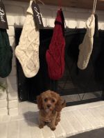 Cavapoo female 8 months old