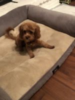 Cavapoo female 8 months old