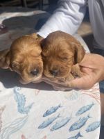 Cavapoo Puppies