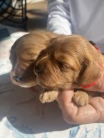 Cavapoo Puppies